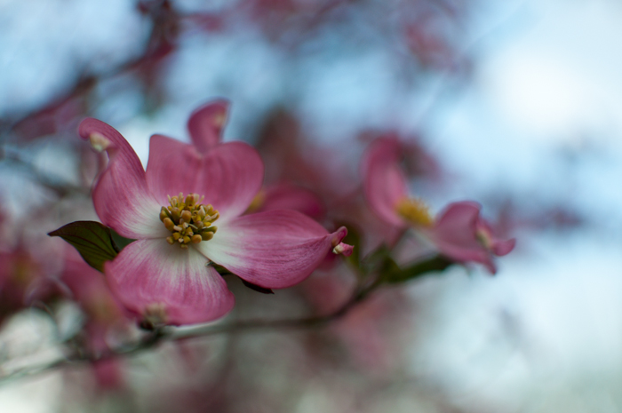 pink dogwood tree blossom